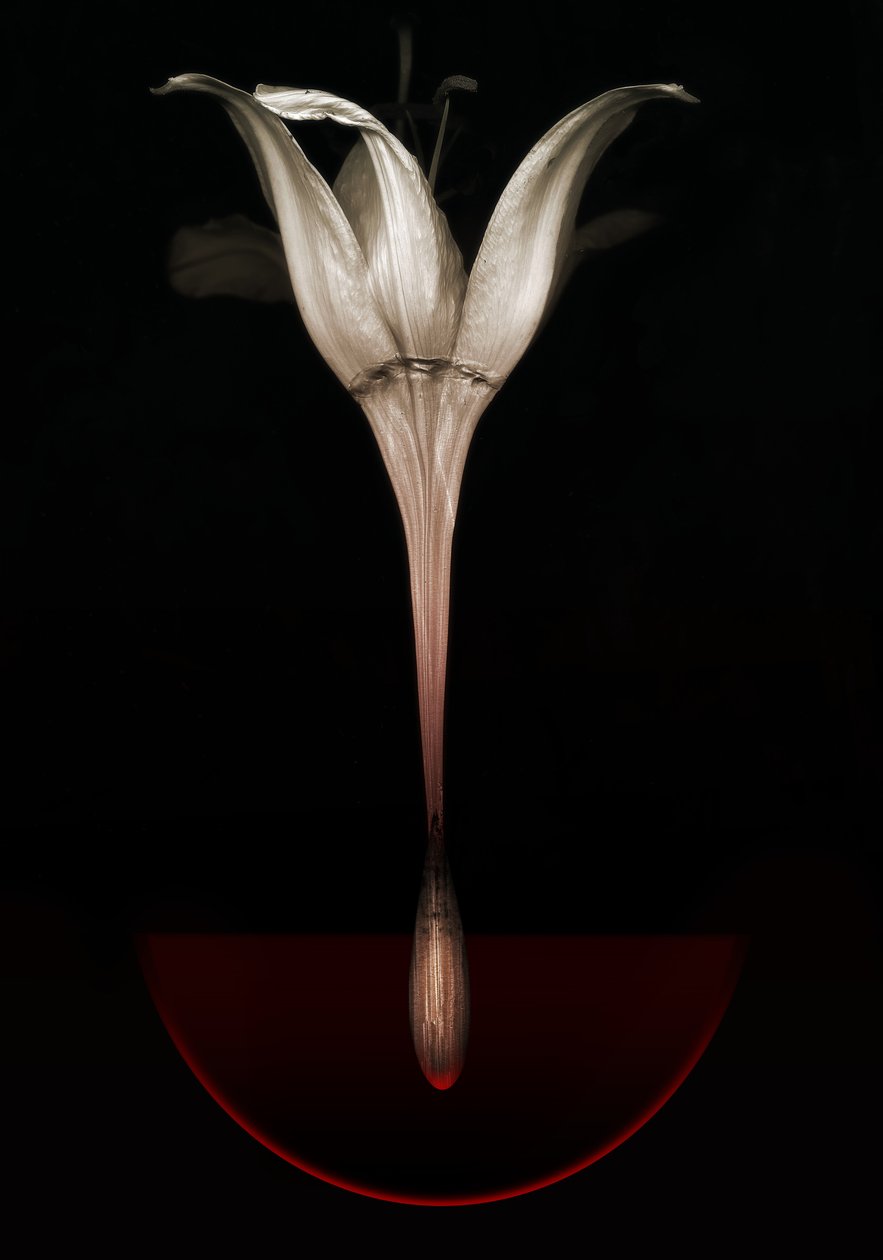 Blødende lilje, 2013 (fotografi) av Johan Lilja