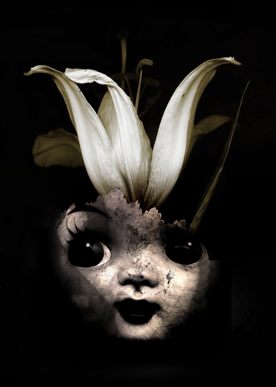 Dukkeblomst, 2013 (fotografi) av Johan Lilja