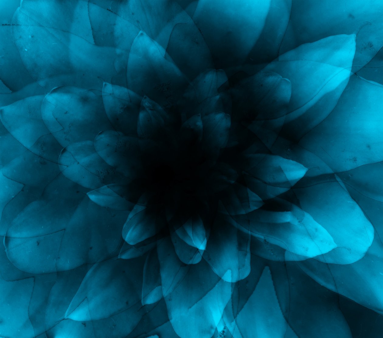 Blomsterblå, 2016 (digitalt kunsttrykk) av Johan Lilja