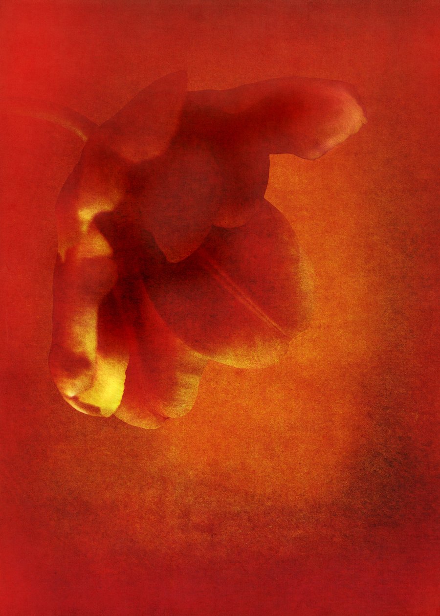 Blomst i rødt, digital fotokunst fra 2016) av Johan Lilja