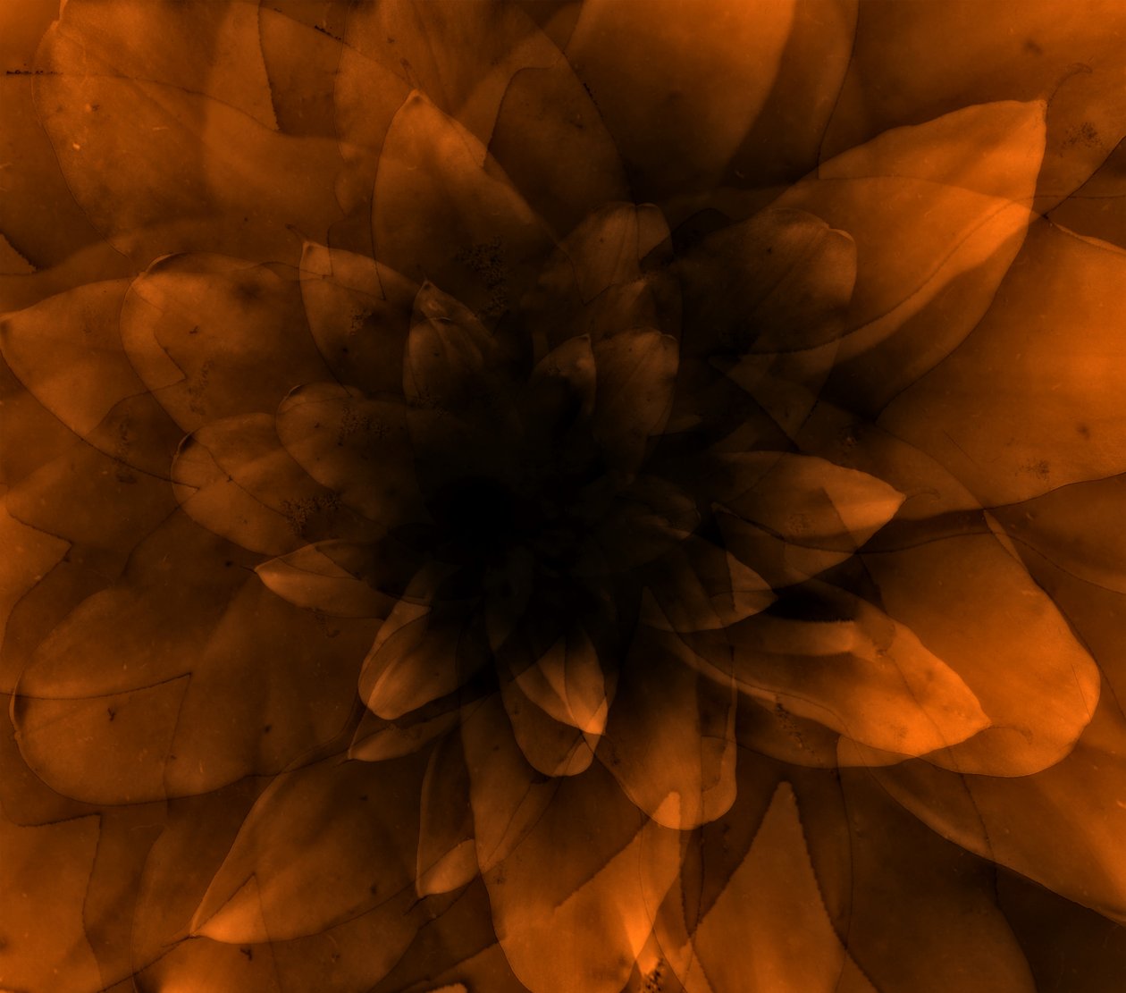 Blomsteroransje, 2016 (digitalt kunsttrykk) av Johan Lilja
