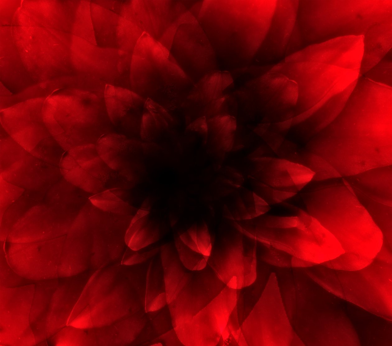 Blomsterrød nyanse, 2016 (digitalt kunsttrykk) av Johan Lilja