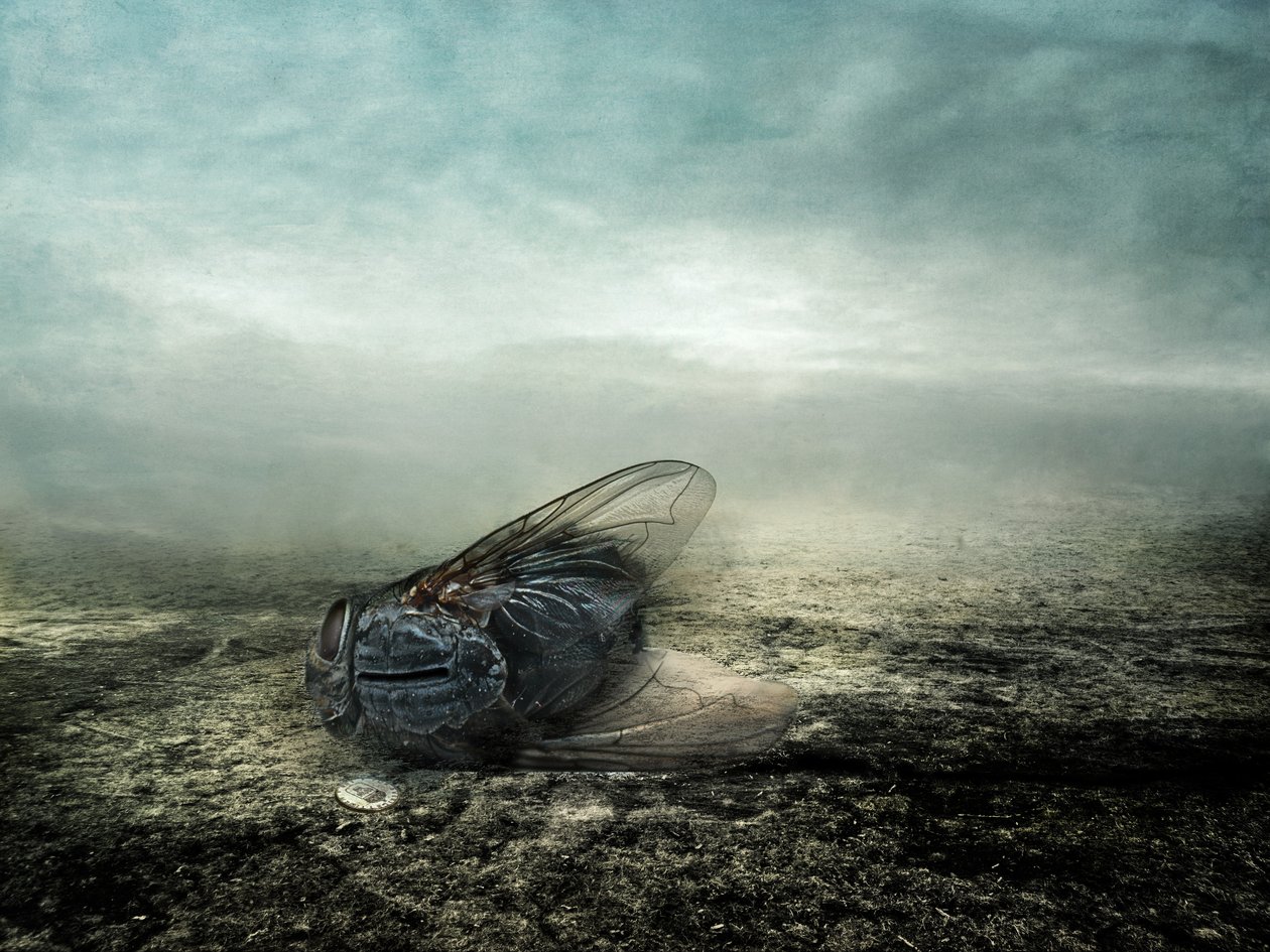 Fly, 2013 (fotografi) av Johan Lilja