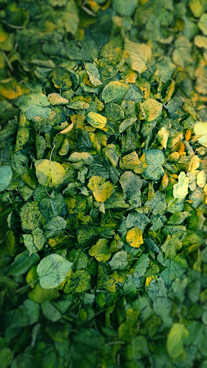 Leaf, 2018 (fotomanipulering) av Johan Lilja