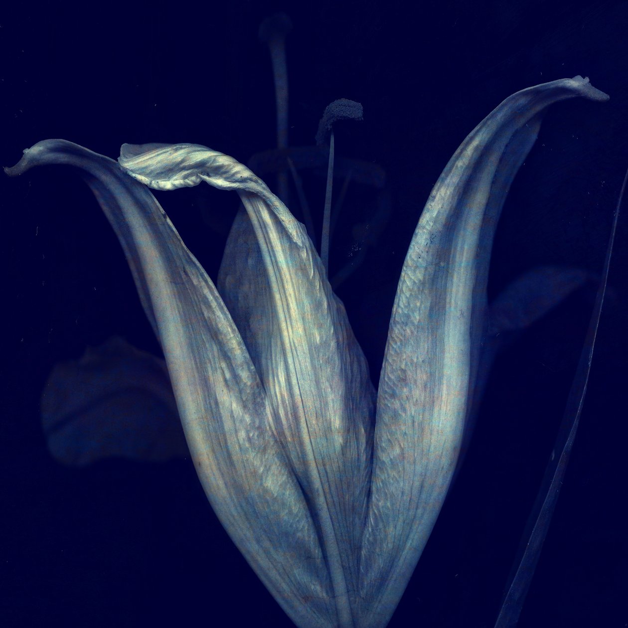 Lily 1, 2018 (digital fotokunst) av Johan Lilja
