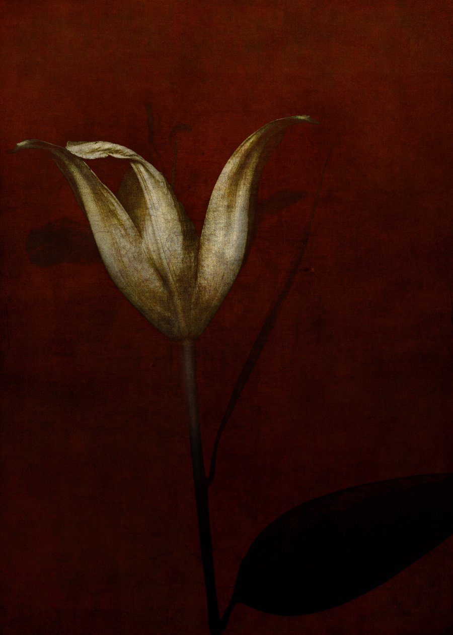 Lily, 2015 (digital fotokunst) av Johan Lilja