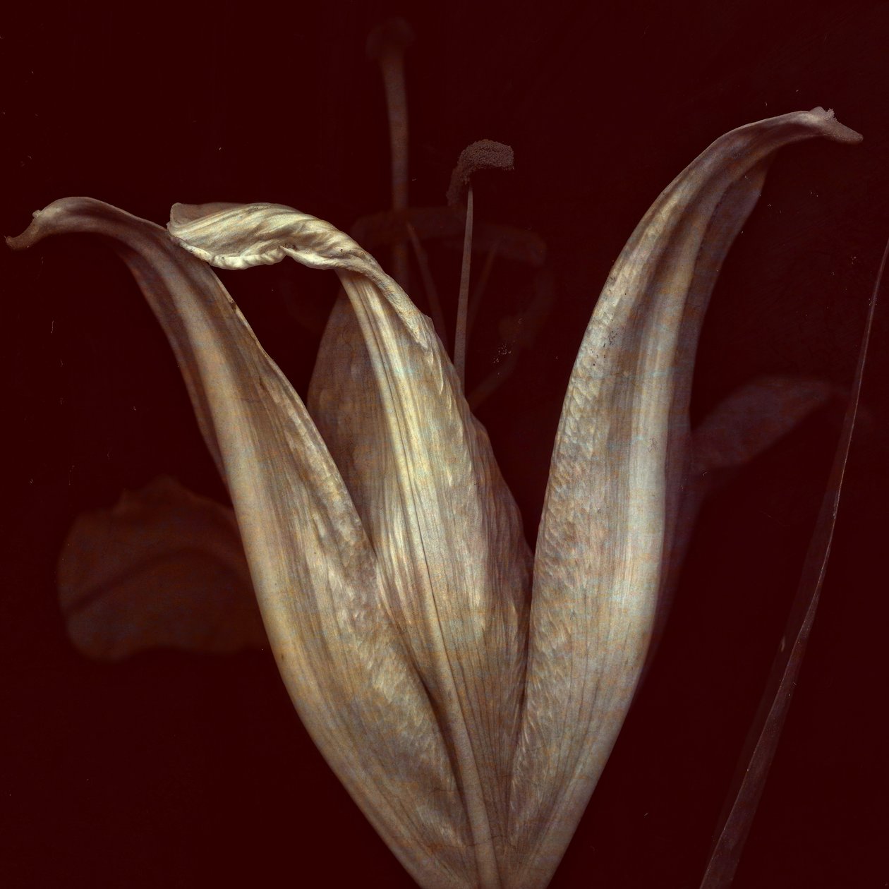 Lily 2, 2018 (digital fotokunst) av Johan Lilja