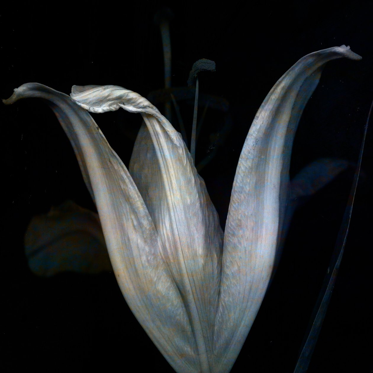 Lily 3, 2018 (digital fotokunst) av Johan Lilja