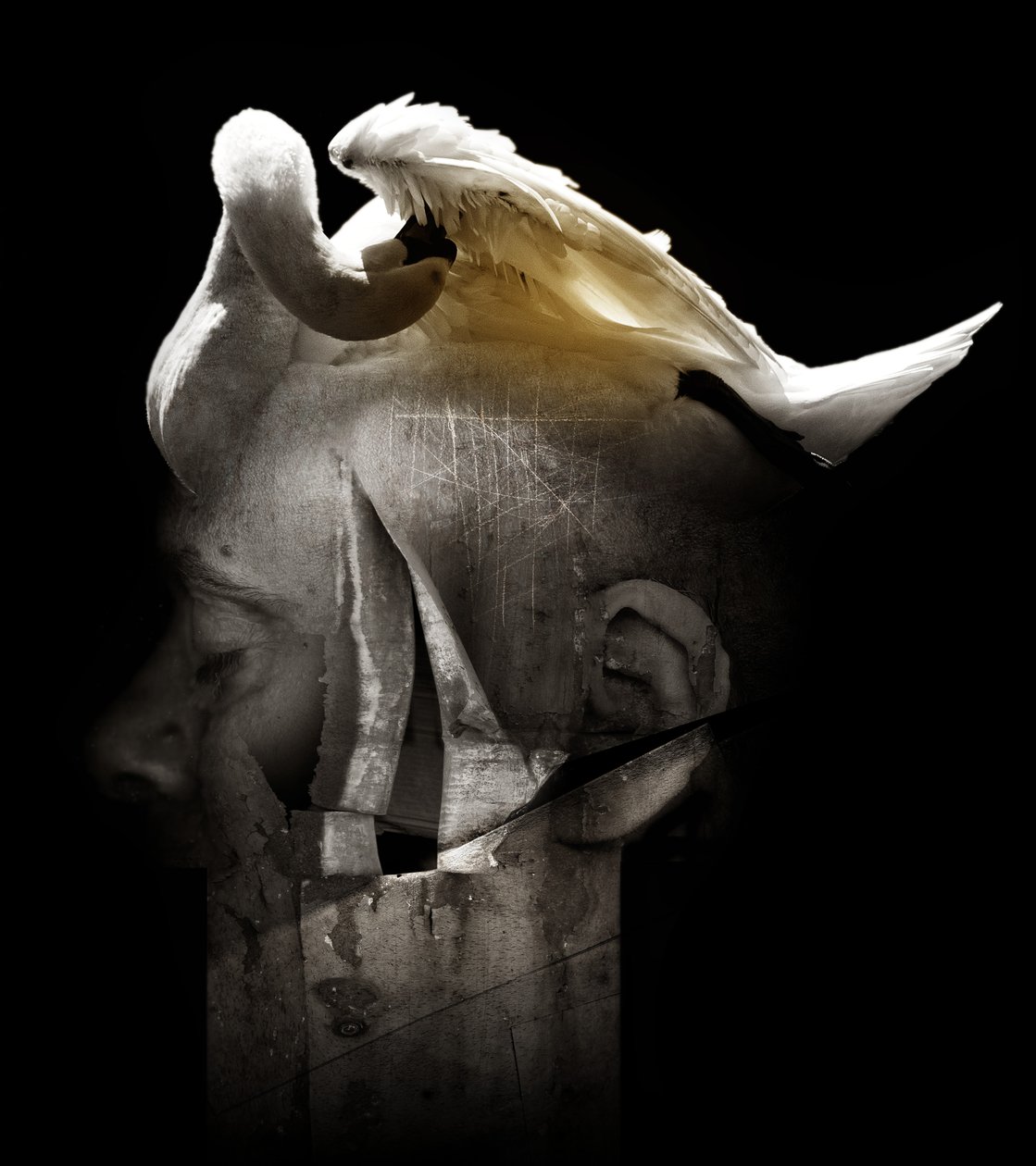 Swan, 2013 (fotografi) av Johan Lilja