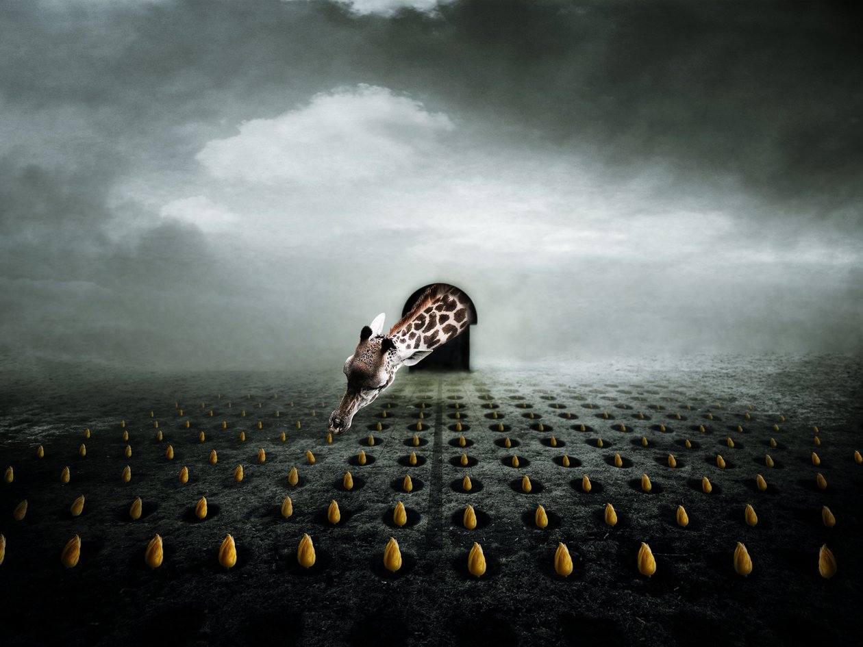 Ttulip thief 2, 2013 (fotografi) av Johan Lilja