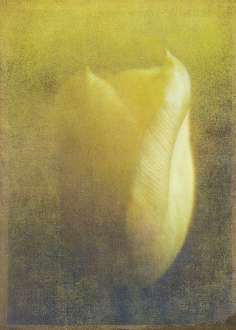 Tulip, 2015 (digital fotokunst) av Johan Lilja