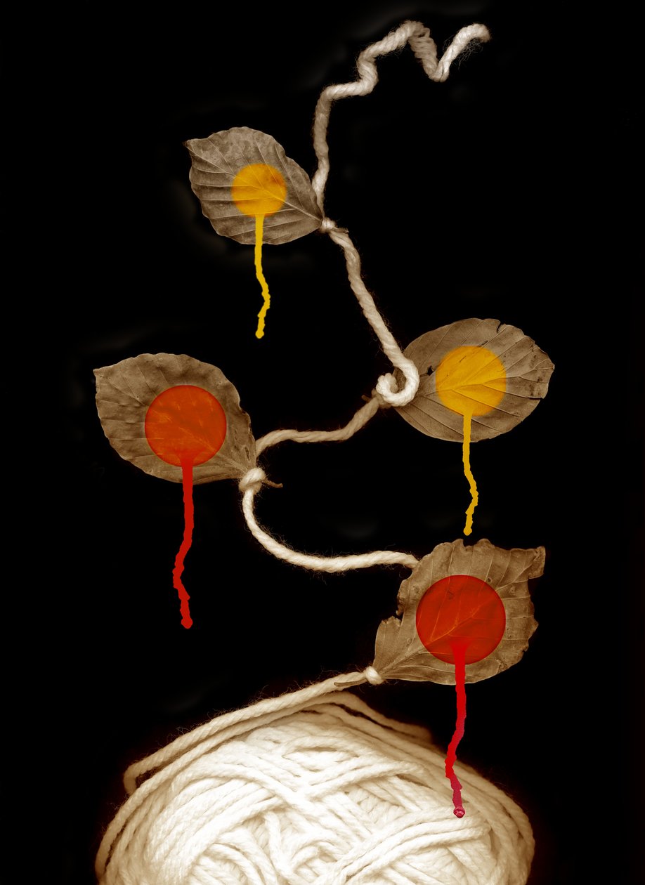 Garnblomst, 2013 (fotografi) av Johan Lilja