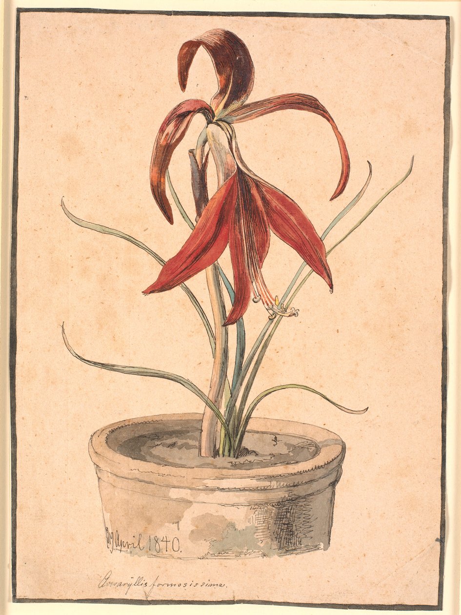 Blomstrende amaryllis av Johan Thomas Lundbye