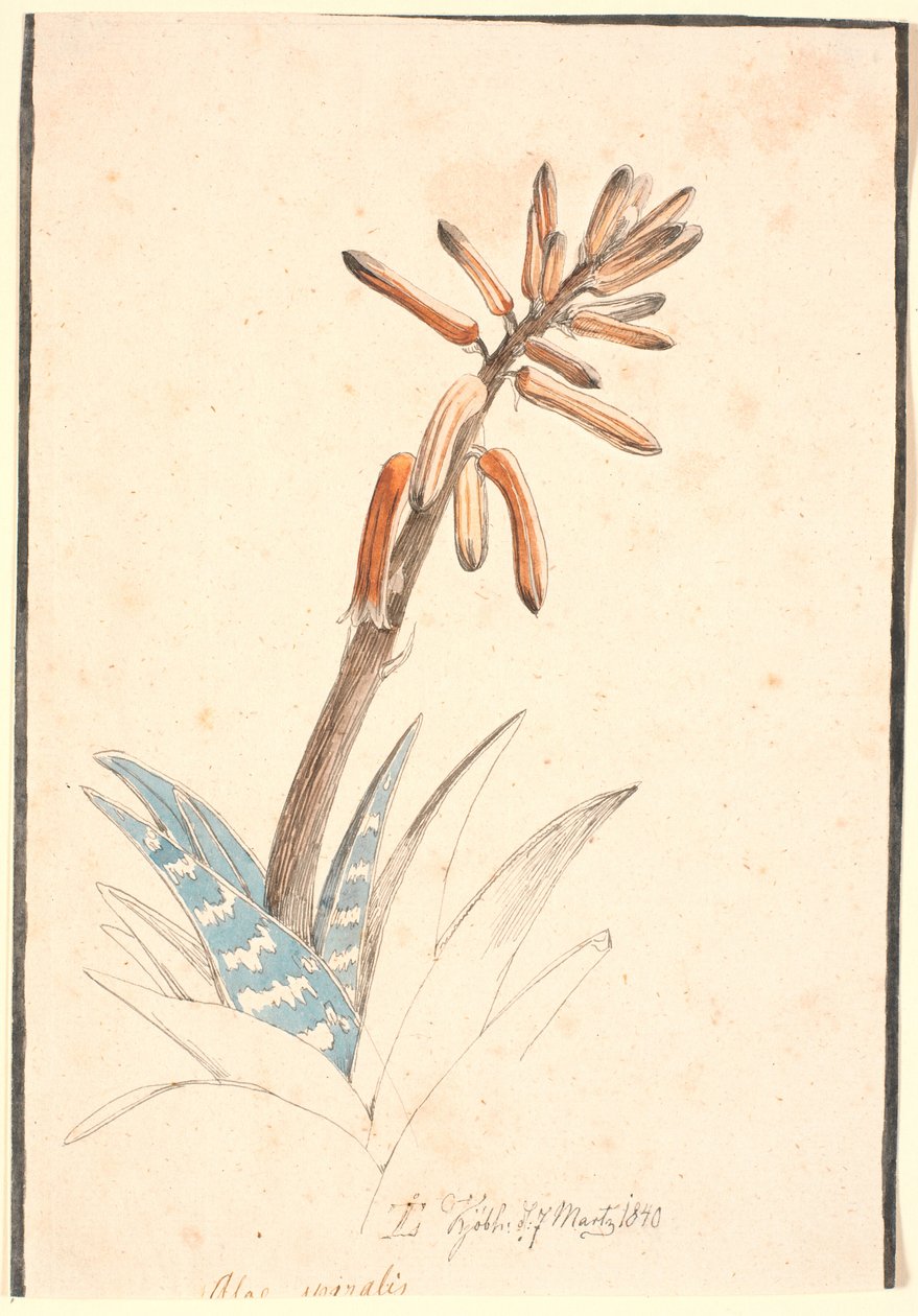 Blomstrende aloe av Johan Thomas Lundbye
