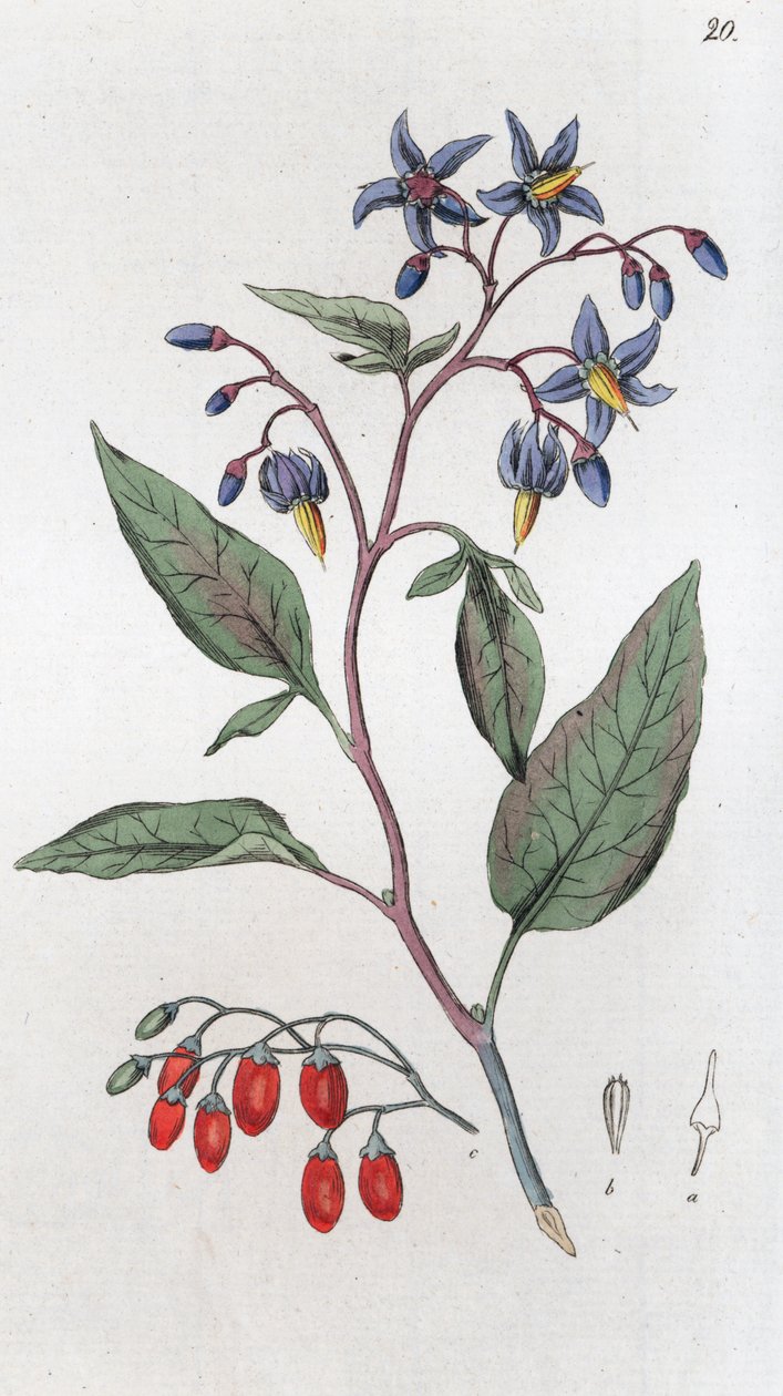 Bittersøt Solanum dulcamara, 1804-1811 av Johan Wilhelm Palmstruch