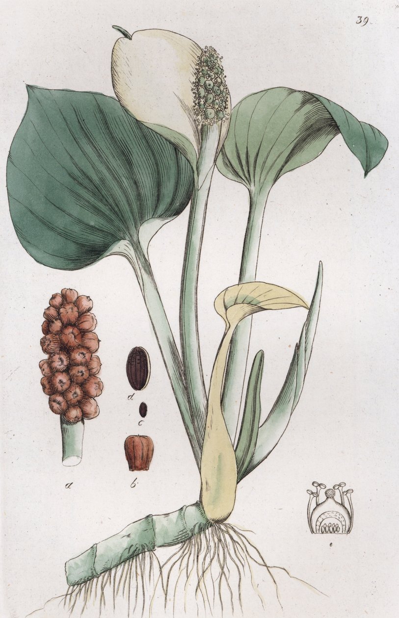 Bog Arum Calla myrer, 1804-1811 av Johan Wilhelm Palmstruch