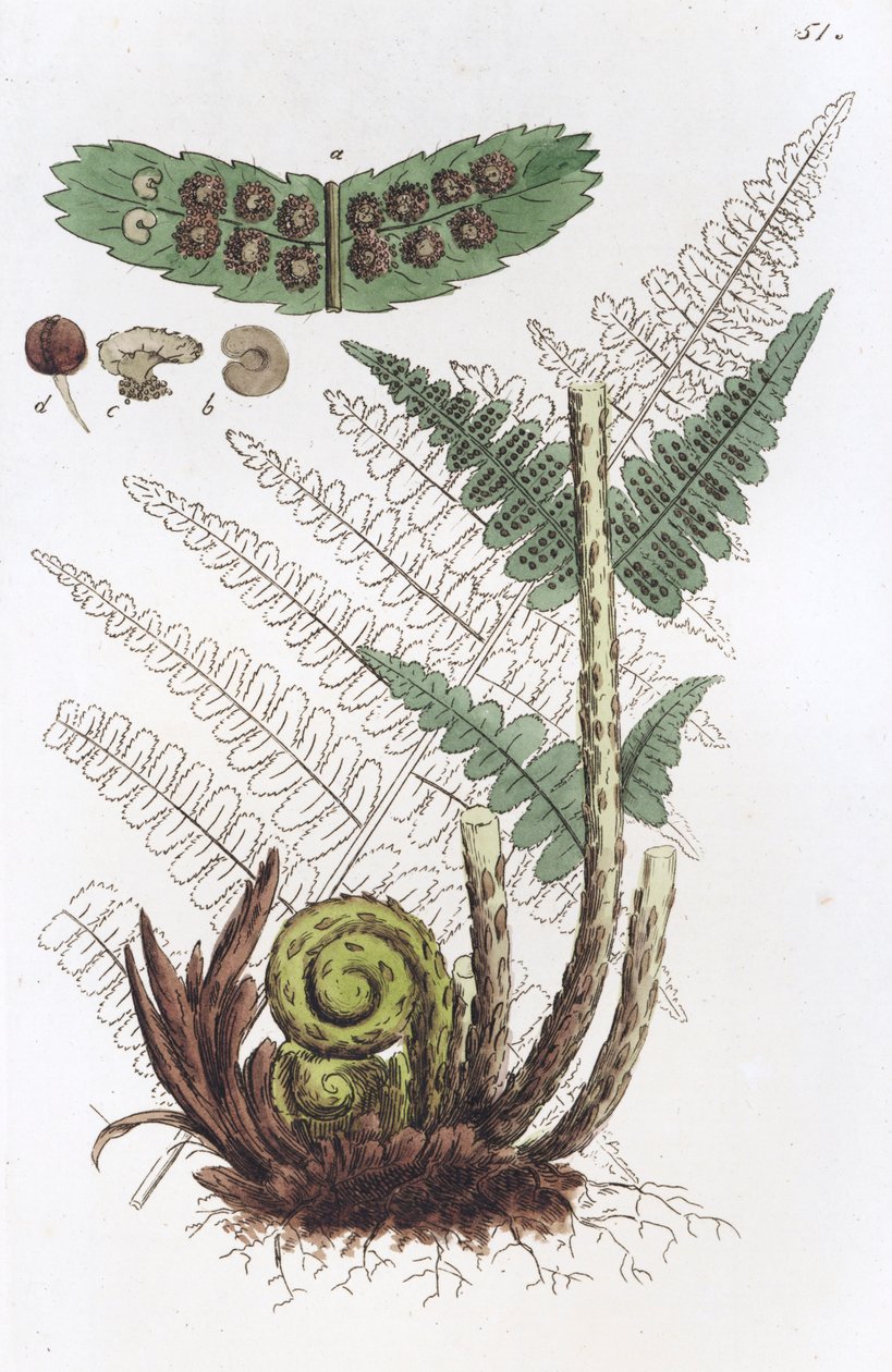 Hannbregne Dryopteris filix-mas, 1804-1811 av Johan Wilhelm Palmstruch