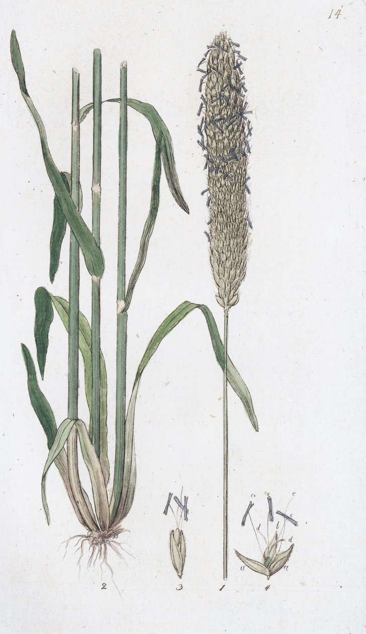 Engrevehale Alopecurus pratensis, 1804-1811 av Johan Wilhelm Palmstruch