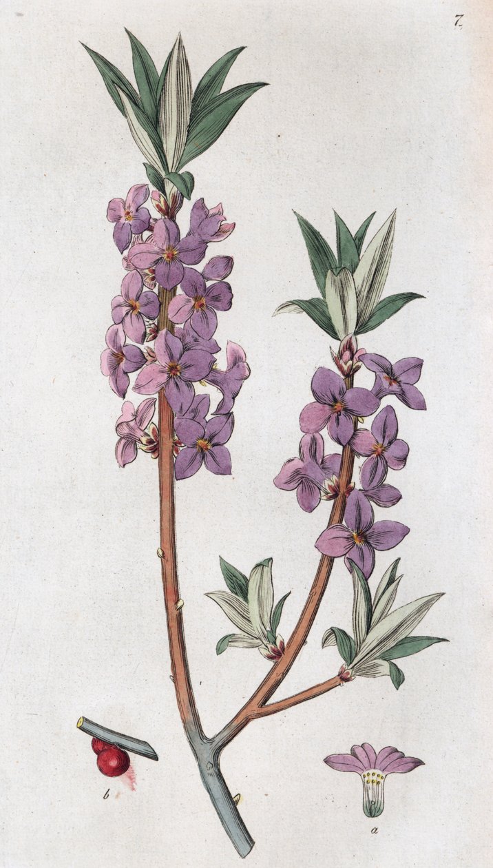 Mezereon Daphne mezereum, 1804-1811 av Johan Wilhelm Palmstruch