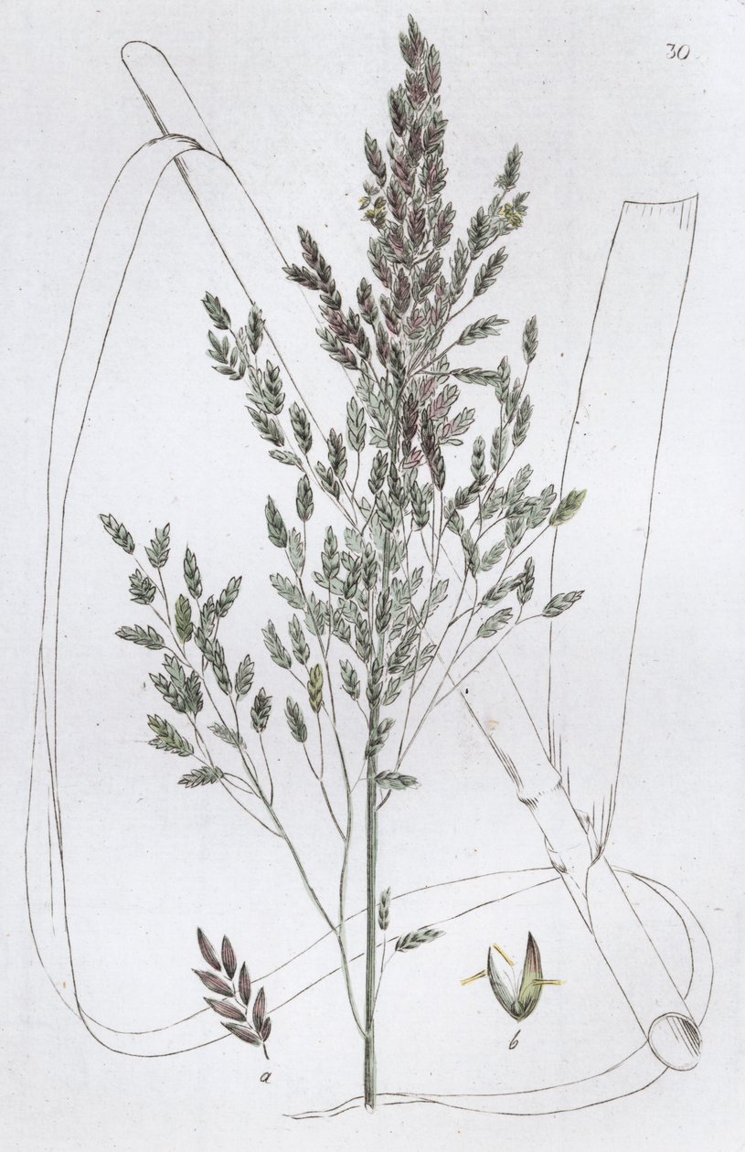 Søtt rørgress Poa aquatica, 1804-1811 av Johan Wilhelm Palmstruch