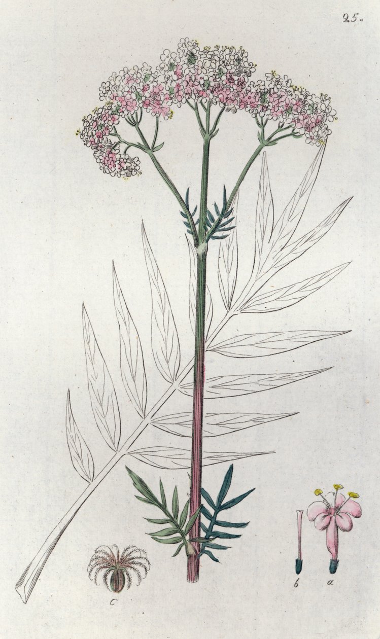 Valerian Valeriana officinalis, 1804-1811 av Johan Wilhelm Palmstruch