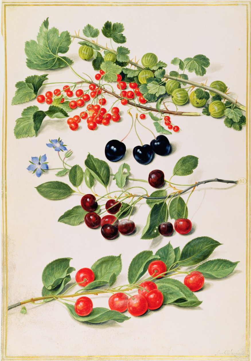 Stikkelsbær, kirsebær og rips, 1661 av Johann Jakob Walther