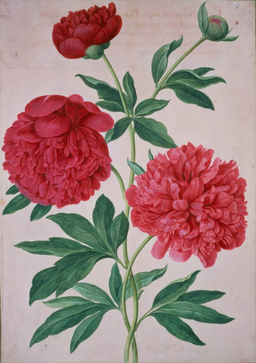Peoner, tallerken 46 fra Nassau Florilegium av Johann Jakob Walther