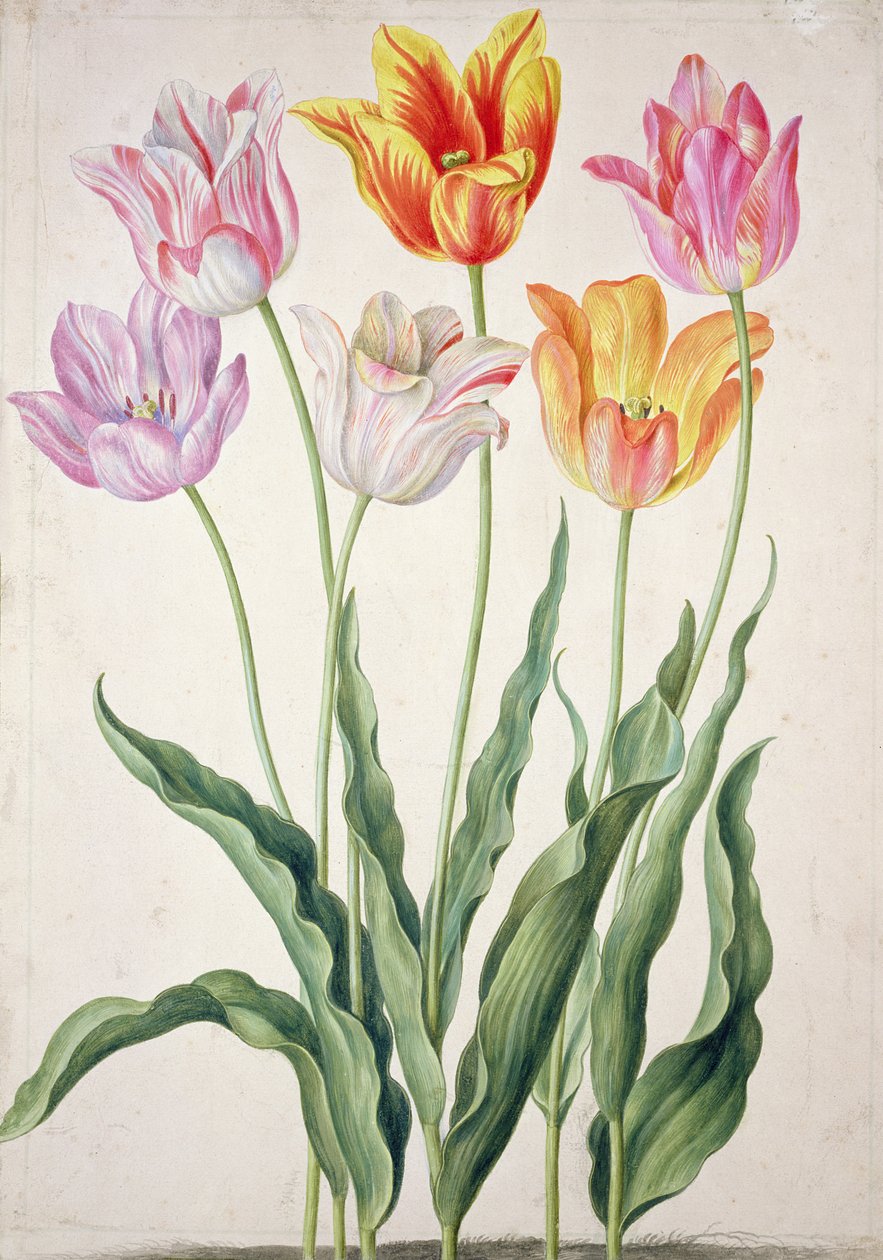 Tulipaner, fra 