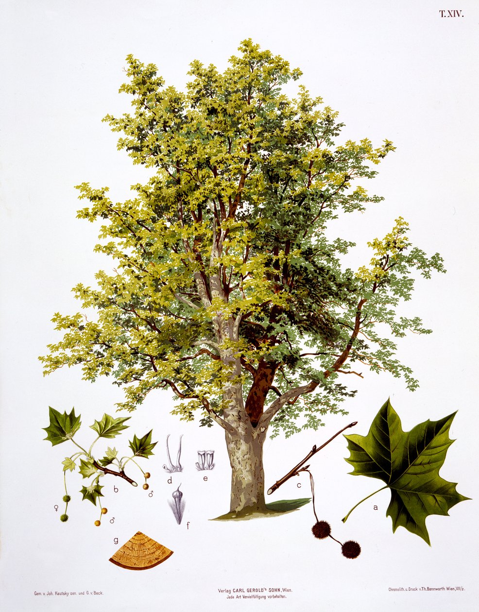 London Plane, gravert av Bannwarth av Johann Kautsky