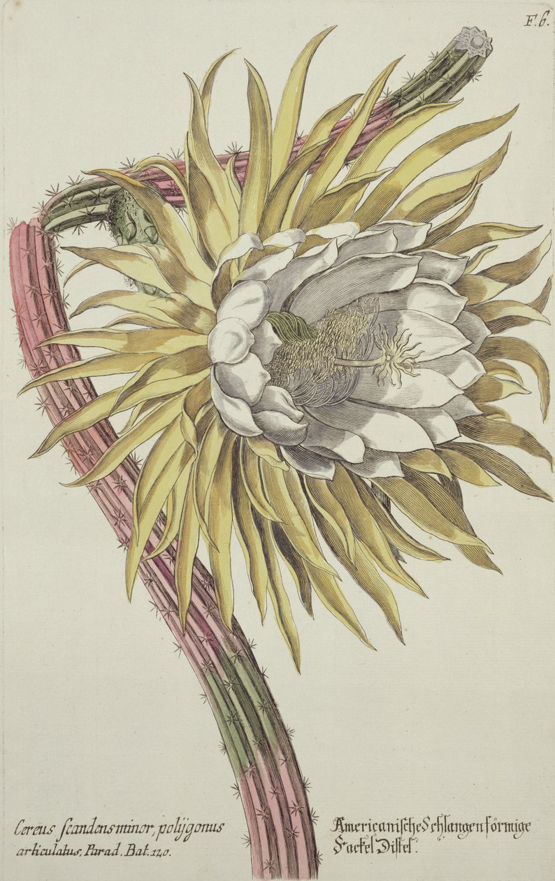 Cereus Scandens Minor Polygonus fra 'Phythanthoza Iconographica', utgitt i Tyskland, 1737-45 av Johann Wilhelm Weinman