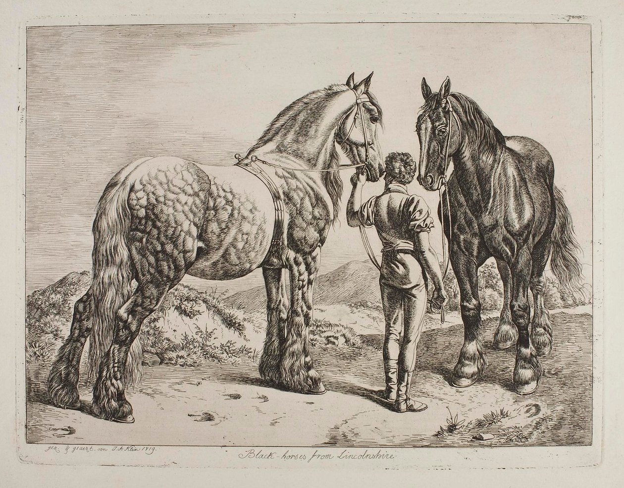 Svarte hester fra Lincolnshire av Johann Adam Klein