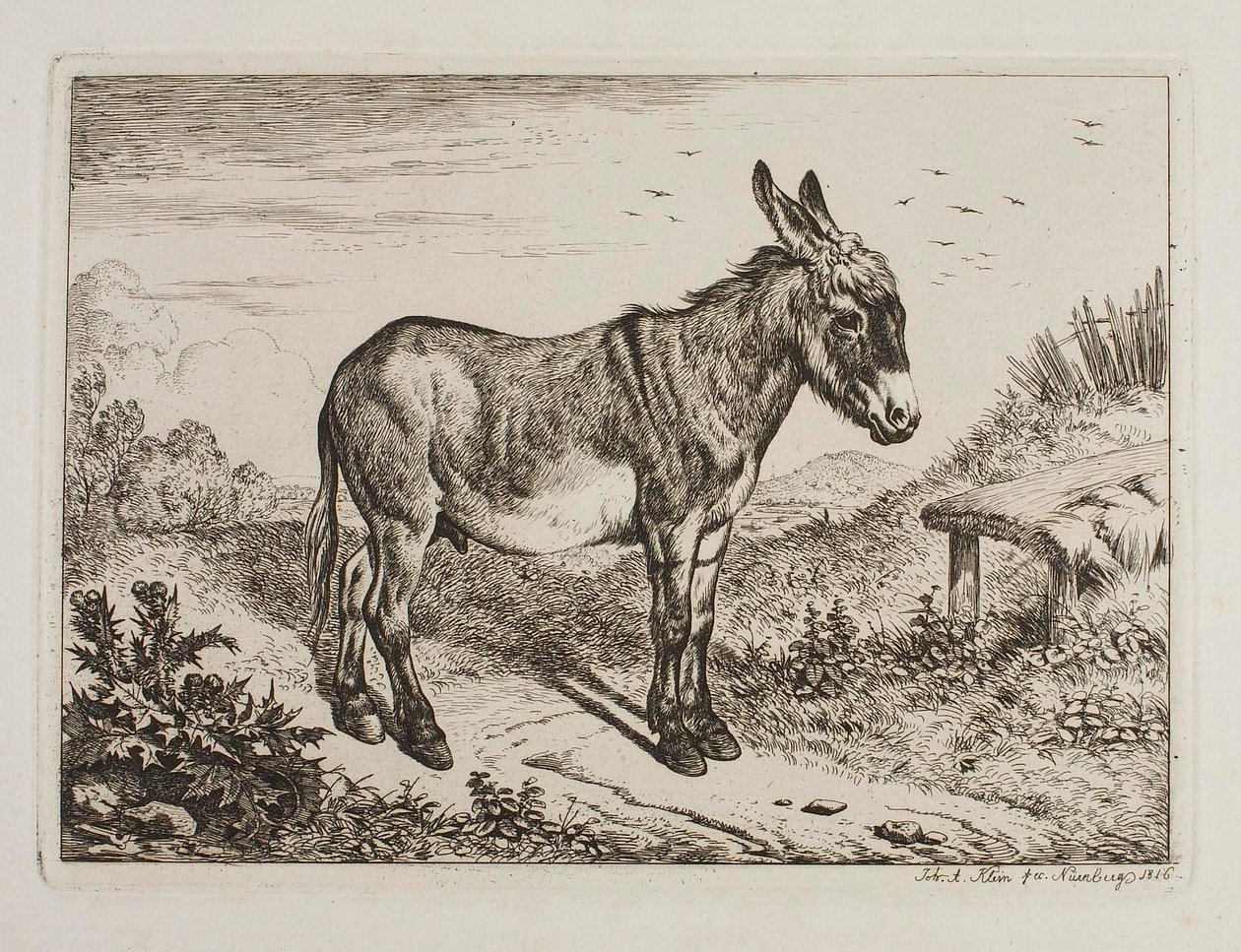 Esel av Johann Adam Klein