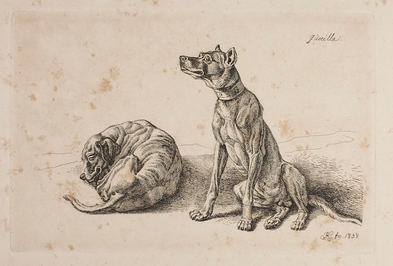 Gerilja, to hunder av Johann Adam Klein