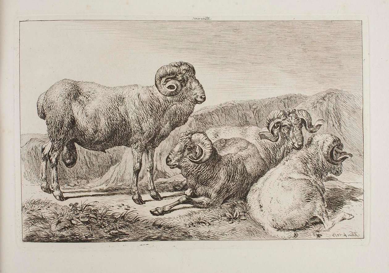 Merinoværer av Johann Adam Klein