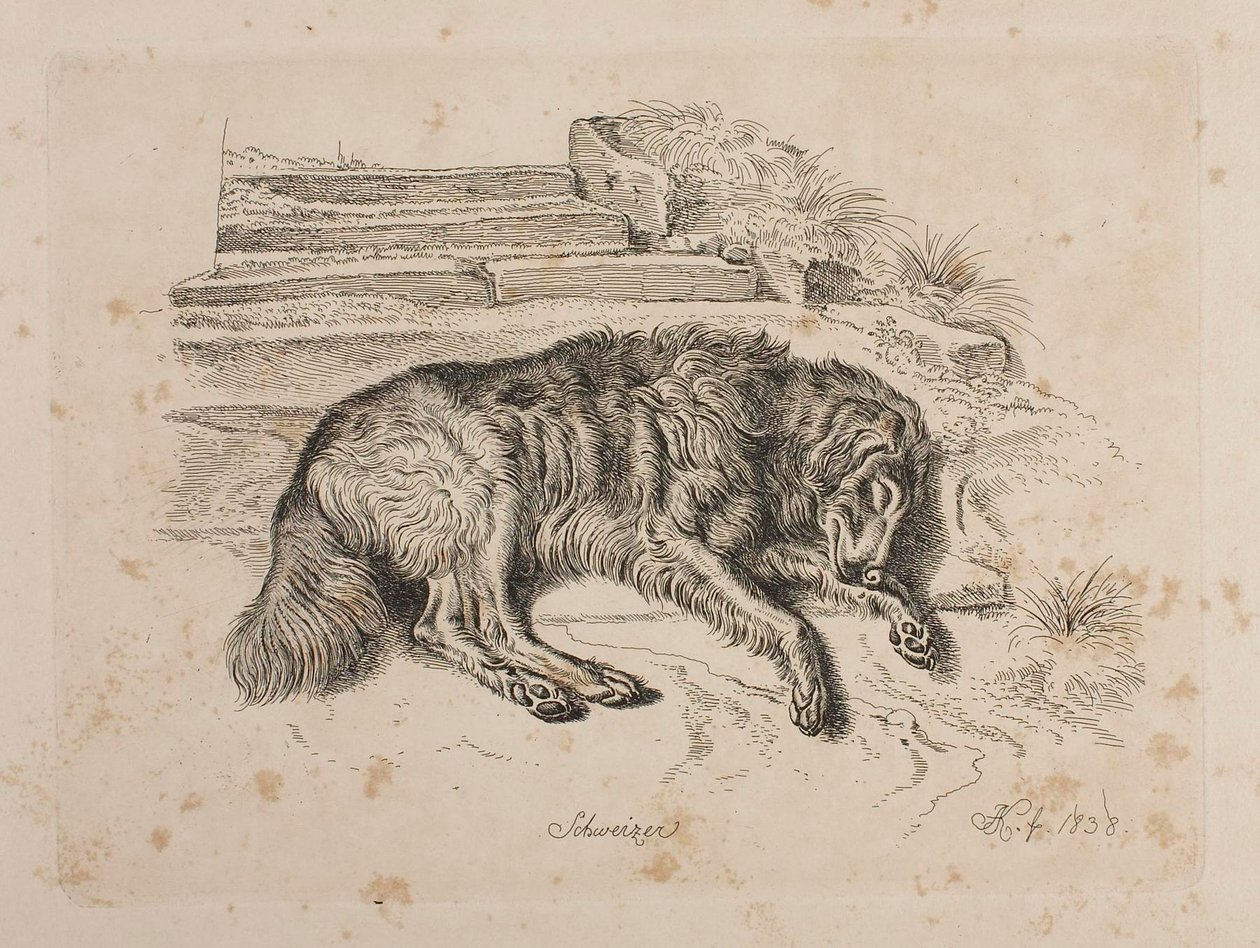 Schweizer, en hund av Johann Adam Klein