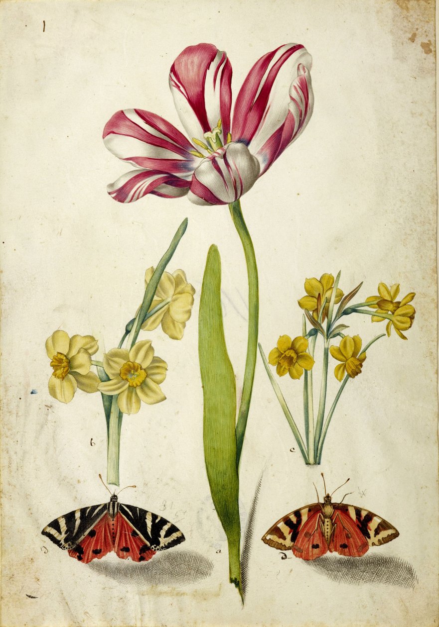Tulipan, narcissus og sommerfugler, ca. 1660. av Johann Bartholomäus Braun