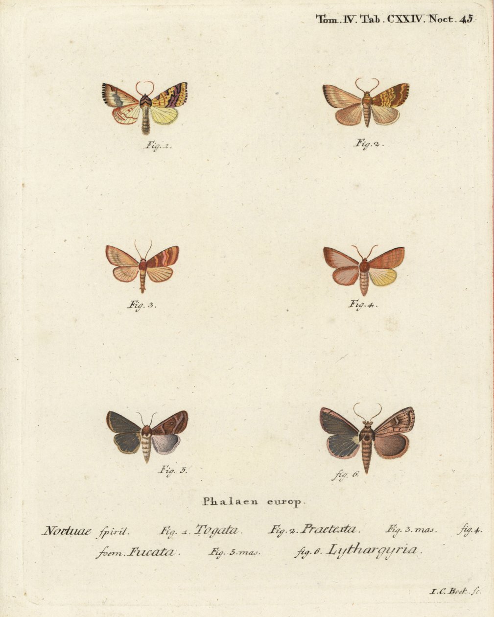 Sprossalg, Tileacea aurago 1-4, og leirmøll, Mythimna ferrago 5.6. Håndfarget kobberstikk av Johann Carl Bock etter Eugenius Johann Christoph Espers Sommerfuglene i bilder fra naturen, Erlangen av Johann Carl Bock