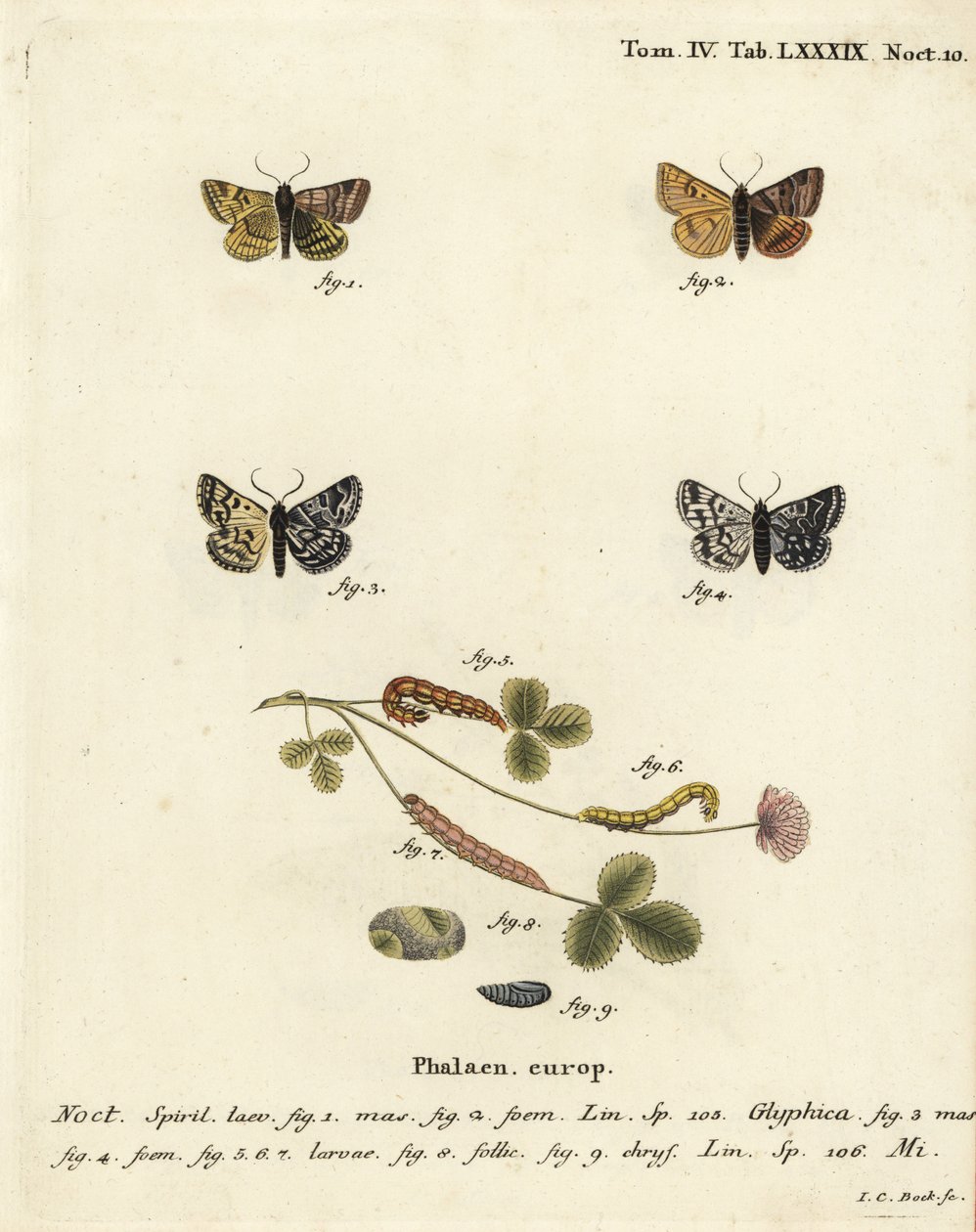 Burnet-følgemøll, Euclidia glyphica 1,2, og Mother Shipton-møll, Euclidia mi, 3-9. Håndkolorert kobberstikk av Johann Carl Bock etter Eugenius Johann Christoph Espers Sommerfuglene i illustrasjoner fra naturen, Erlangen av Johann Carl Bock