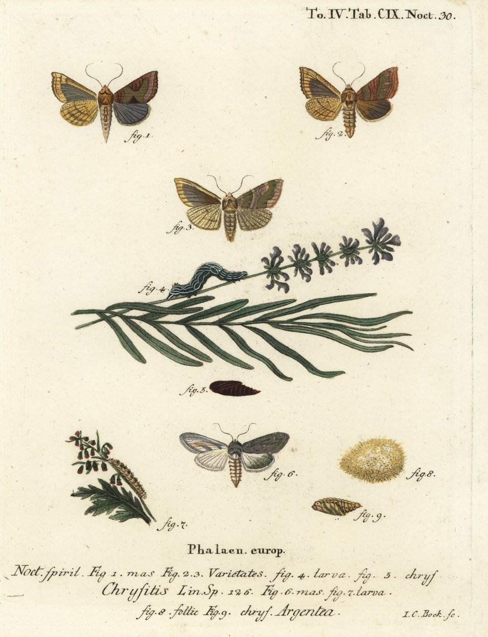 Polert messingmøll, Diachrysia chrysitis 1-5, og grønn sølvfarget hai, Cucullia argentea 6-9. Håndkolorert kobberstikk av Johann Carl Bock etter Eugenius Johann Christoph Espers Sommerfuglene i illustrasjoner fra naturen, Erlange av Johann Carl Bock