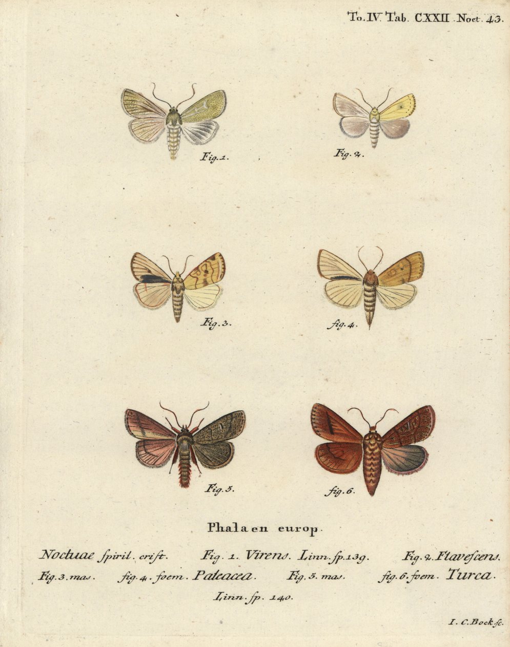 Burren grønn, Calamia tridens 1, sele, Xanthia icteritia 2, vinkelstripet sele, Enargia paleacea 3,4, og dobbel linje, Mythimna turca 5,6. Håndfarget kobberstikk av Johann Carl Bock etter Eugenius Johann Christoph Espers Die Schmetterlinge av Johann Carl Bock