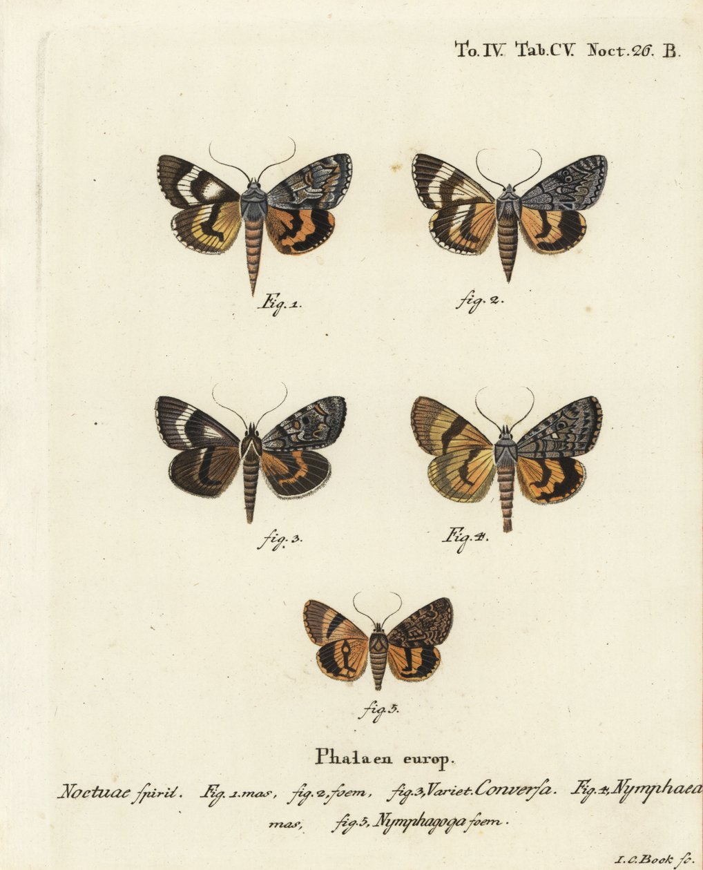 Catocala conversa 1-3, Catocala nymphaea 4 , og eikegul undervinge, Catocala nymphagoga 5. Håndkolorert kobberstikk av Johann Carl Bock etter Eugenius Johann Christoph Espers Sommerfuglene i illustrasjoner etter naturen, Erlangen av Johann Carl Bock
