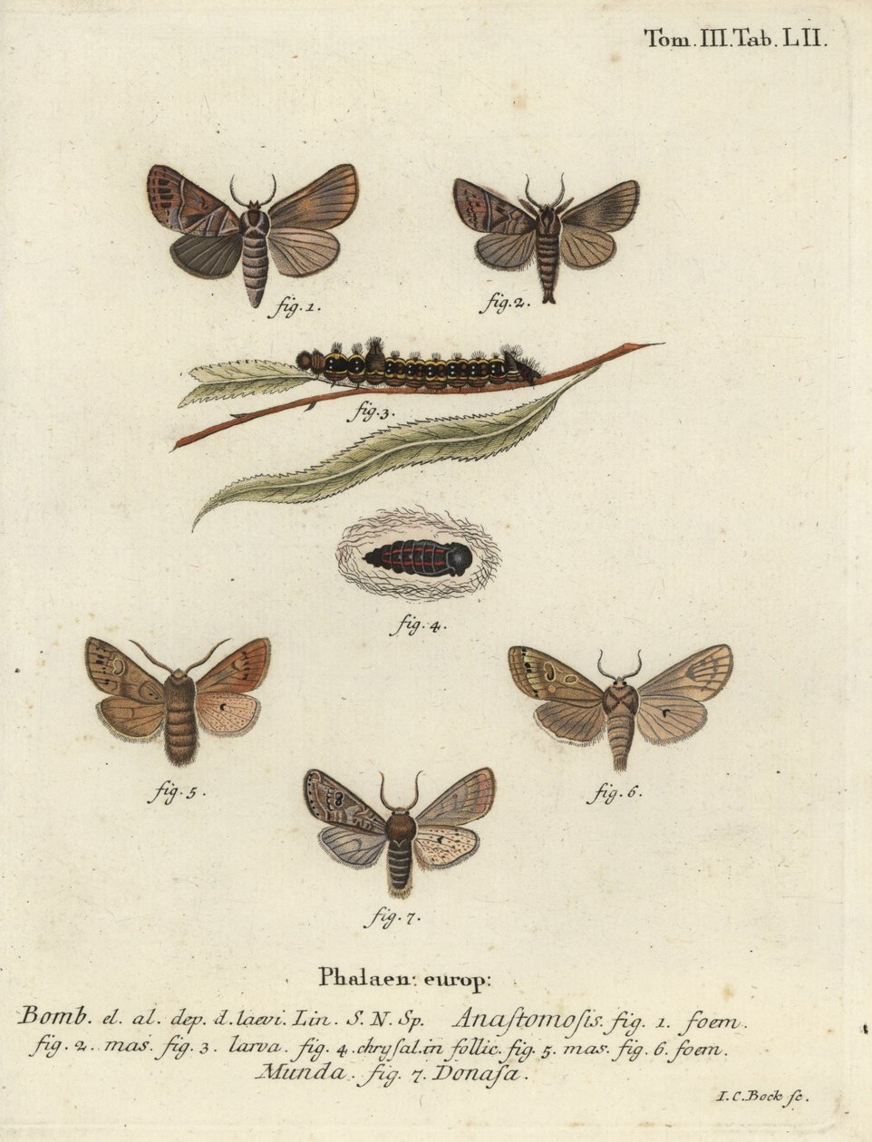 Clostera anastomosis og Nudaria mundana. av Johann Carl Bock