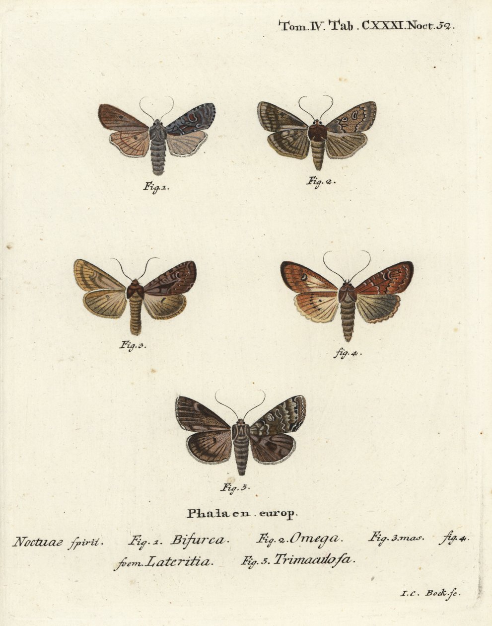 Conformist, Lithophane furcifera 1, dobbel pil, Graphiphora augur 2, knapp brindle, Apamea lateritia 3,4 og sølvbuer, Polia hepatica 5. av Johann Carl Bock