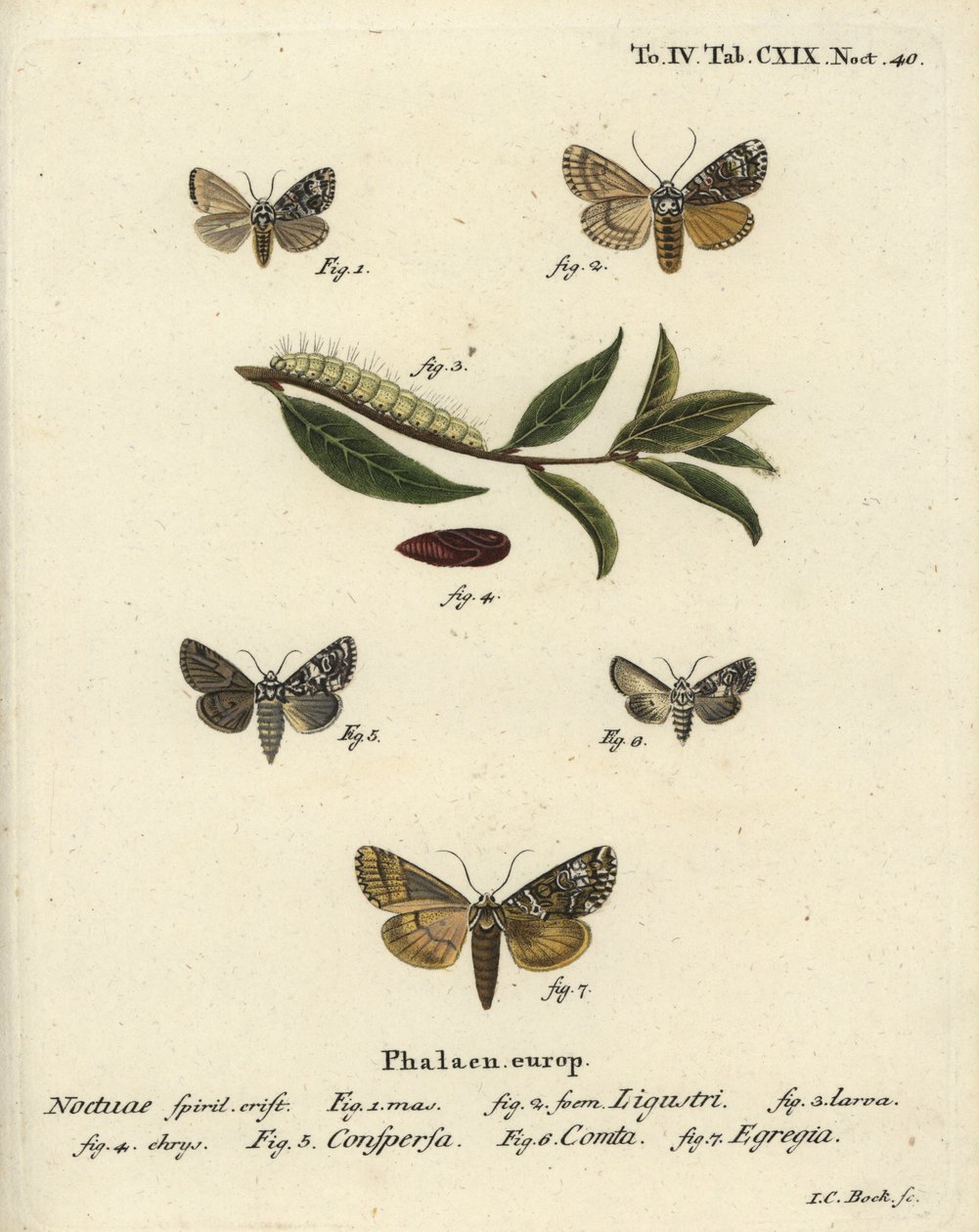 Kronemøll, Craniophora ligustri 1-4, marmorert krone, Hadena confusa 5, variert krone, Hadena compta 6, og grønne buer, Anaplectoides prasina 7. Håndfarget kobberstikk av Johann Carl Bock etter Eugenius Johann Christoph Espers Die Schmet av Johann Carl Bock
