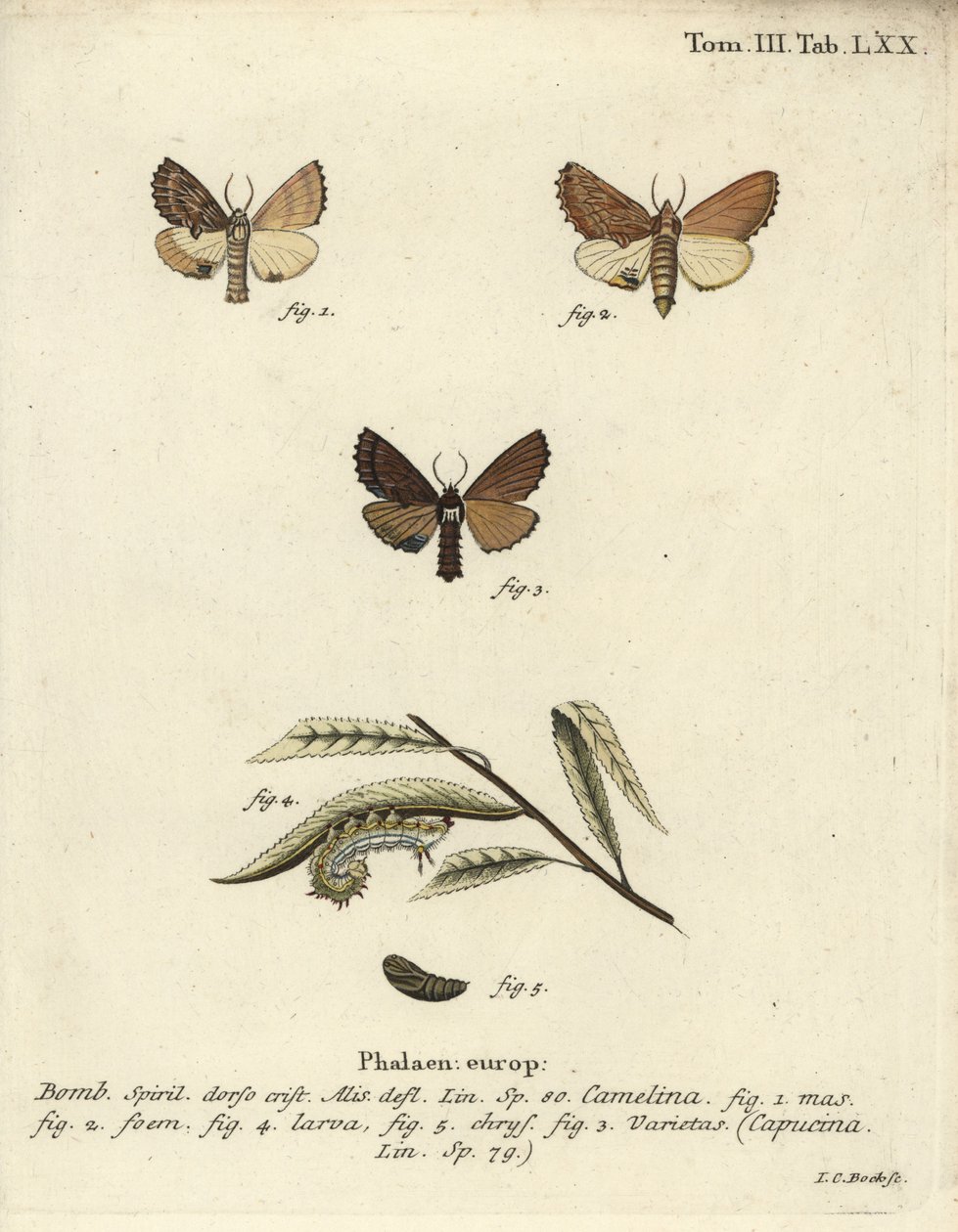 Coxcomb fremtredende, Ptilodon capucinus. av Johann Carl Bock