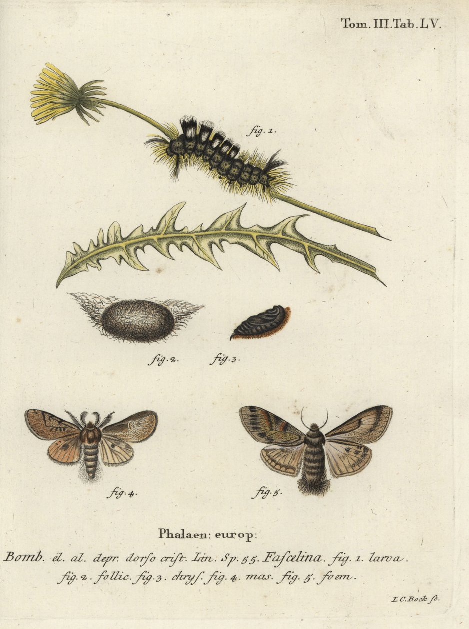 Mørk tue, Dicallomera fascelina. av Johann Carl Bock