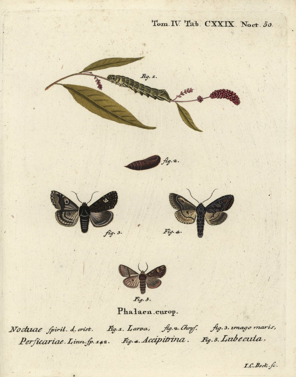Dot, Melanchra persicariae 1-4, og Dryobota labecula 5. Håndfarget kobberstikk av Johann Carl Bock etter Eugenius Johann Christoph Espers Sommerfuglene i bilder fra naturen, Erlangen av Johann Carl Bock