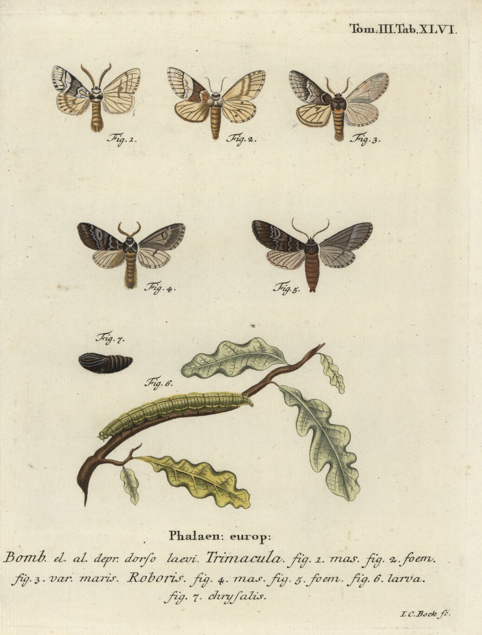 Drymonia dodonaea møll. av Johann Carl Bock