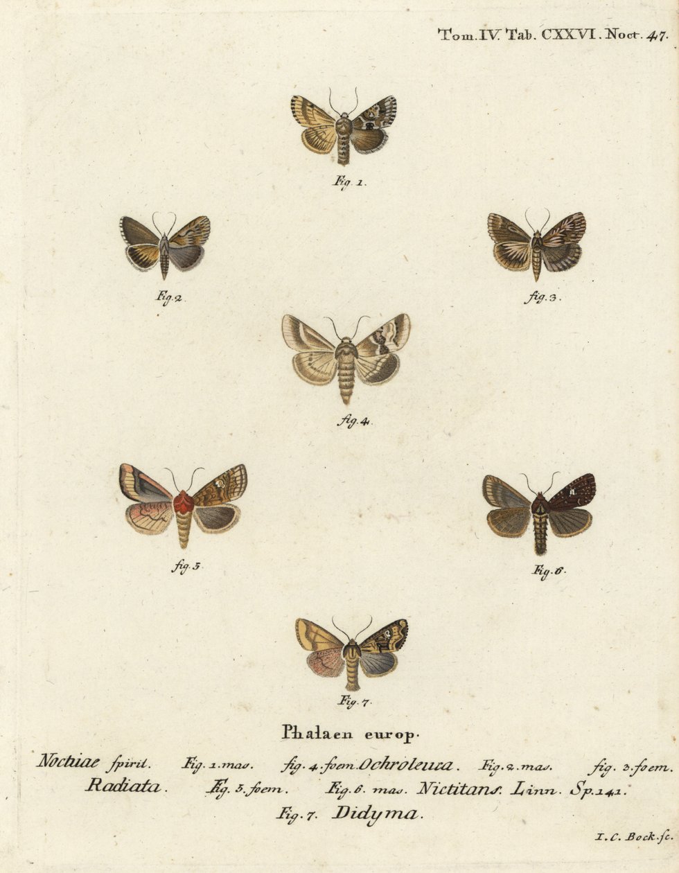 Dusky sallow, Eremobia ochroleuca 1,4, Cynaeda dentalis 2,3, øremøll, Amphipoea oculea 5,6, og vanlig rustikk, Mesapamea secalis 7. Håndfarget kobberstikk av Johann Carl Bock etter Eugenius Johann Christoph Esper i Abbild Schmetterlinge av Johann Carl Bock