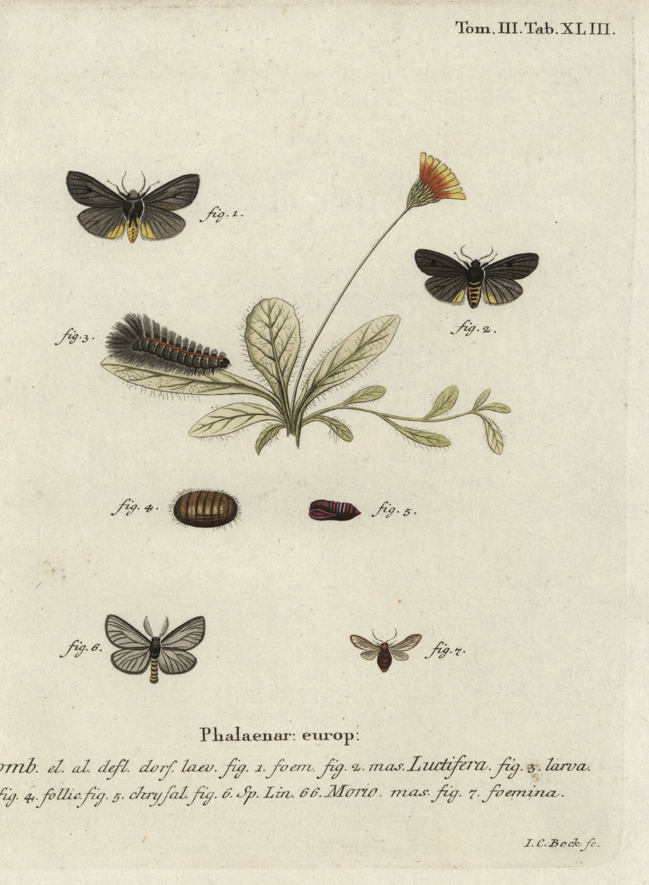Epatolmis caesarea og Penthophera morio møll. av Johann Carl Bock